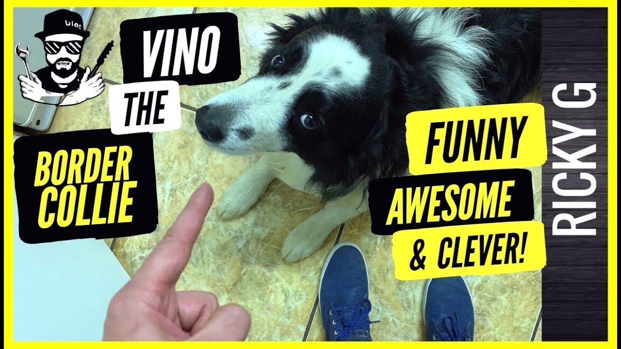 What is Setting off My House Alarm Clever Border Collie YouTube