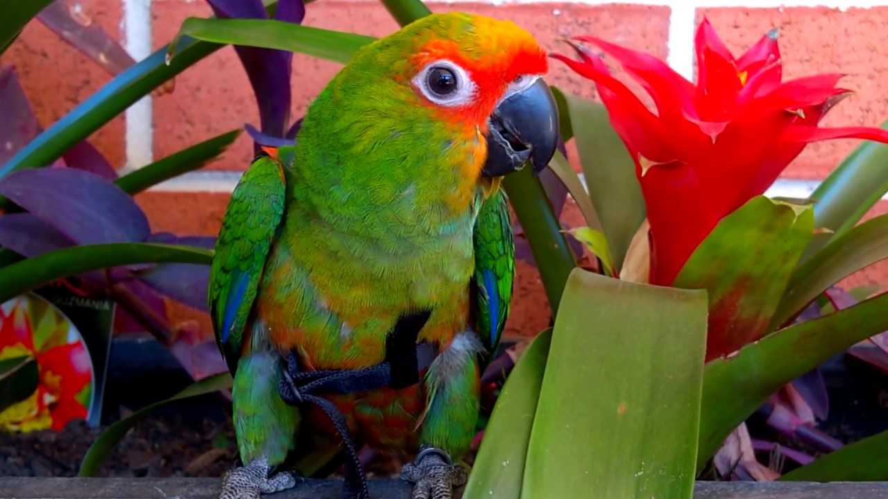 Image result for Gold-Capped Conure