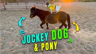 Dog Dressed as Jockey Rides a Pony
