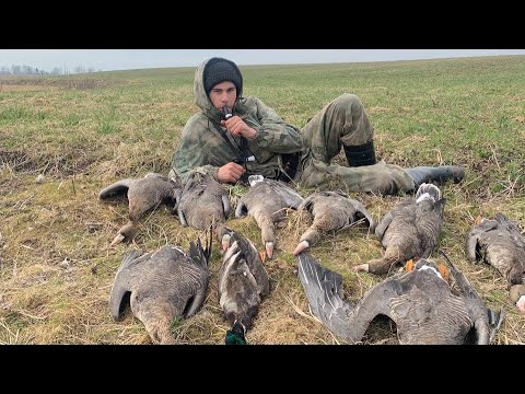 Охота на гуся 2023 год Ленинградская область