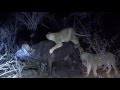 Safari Live--Safari Live-Sept 24, 2016- Full Drive- Part 3 of 4 Nkuhuma Take Down A Buffalo