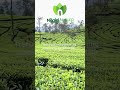 Coffee powder available / നാടൻ കാപ്പിപ്പൊടി ലഭ്യമാണ് WhatsApp 8590934342 #coffee #coffeelover