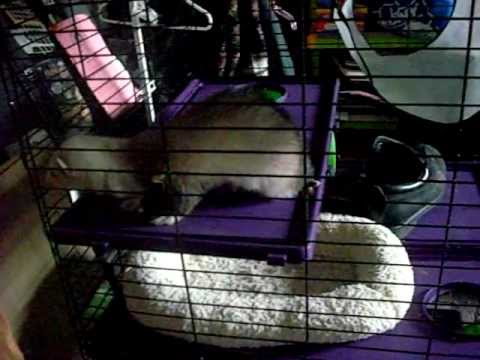 kaytee 24x24 ferret home