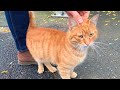 Ginger stray cat tumbles for attention, super cute