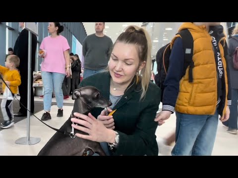 Выставка собак. ЭКСПОФОРУМ