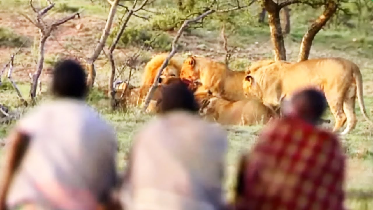 Ils volent le repas de 15 lions affams    ZAPPING NOMADE