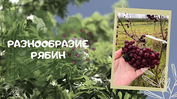 Разнообразие рябин.