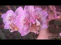 #Орхидеи #цветение Phal. Sogo Diamond " HLM" 💥🦋🦋🦋💥