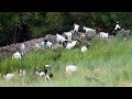 Chvres miniatures des tourelles  les plaisirs au pr des chvres et de leurs chevreaux