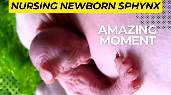 Video 3059711: newborn sphynx kittens, purring sphynx, royal animals