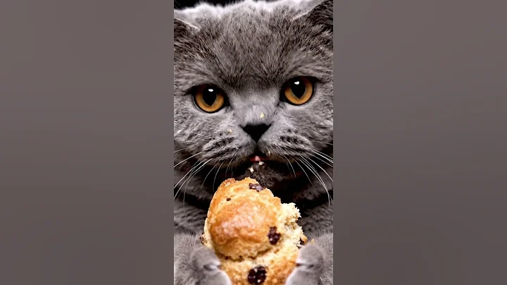 Video 11861261: british shorthair cat, british shorthair face, british shorthair enjoying, adorable british shorthair, britishshorthair