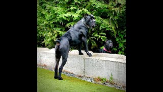 Cane Corso Dogs play fighting  “Sounds like Lions”