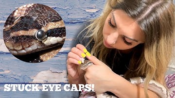RESCUED PYTHON STUCK EYECAPS! HELP! UPDATE!