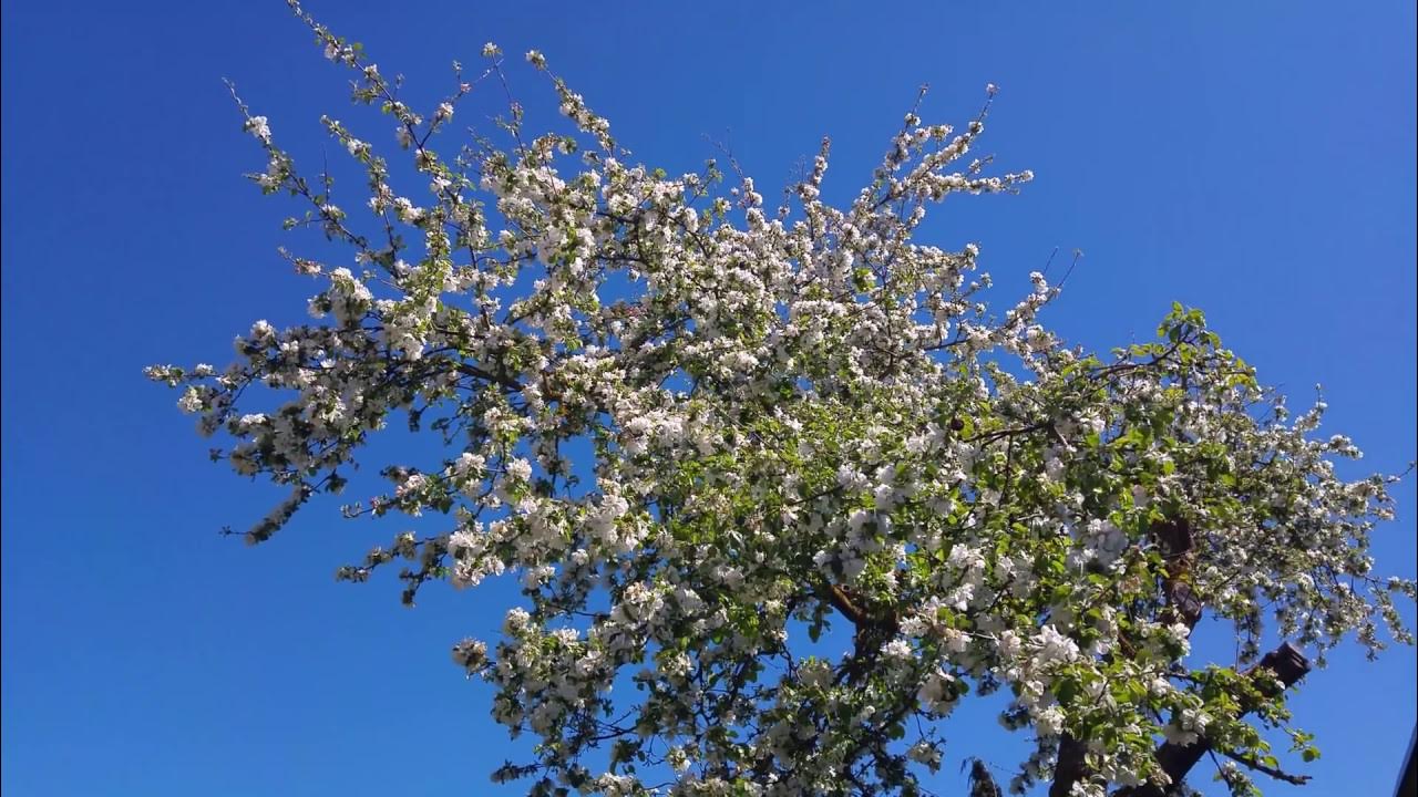 Apple tree, blooms 4K YouTube