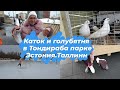 Куда сходить в Таллинне.Тондираба парк.Каток под открытым небом в Таллинне.Голубятня.Эстония влог