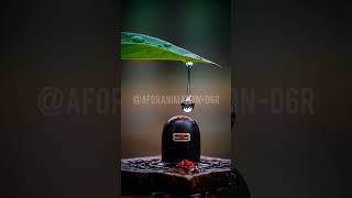 Har Har Mahadev 🔱 | Shiva Lingam Abhishekam 3D Animation | Short