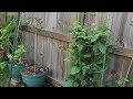 Garden updates  cucumber suckers removal