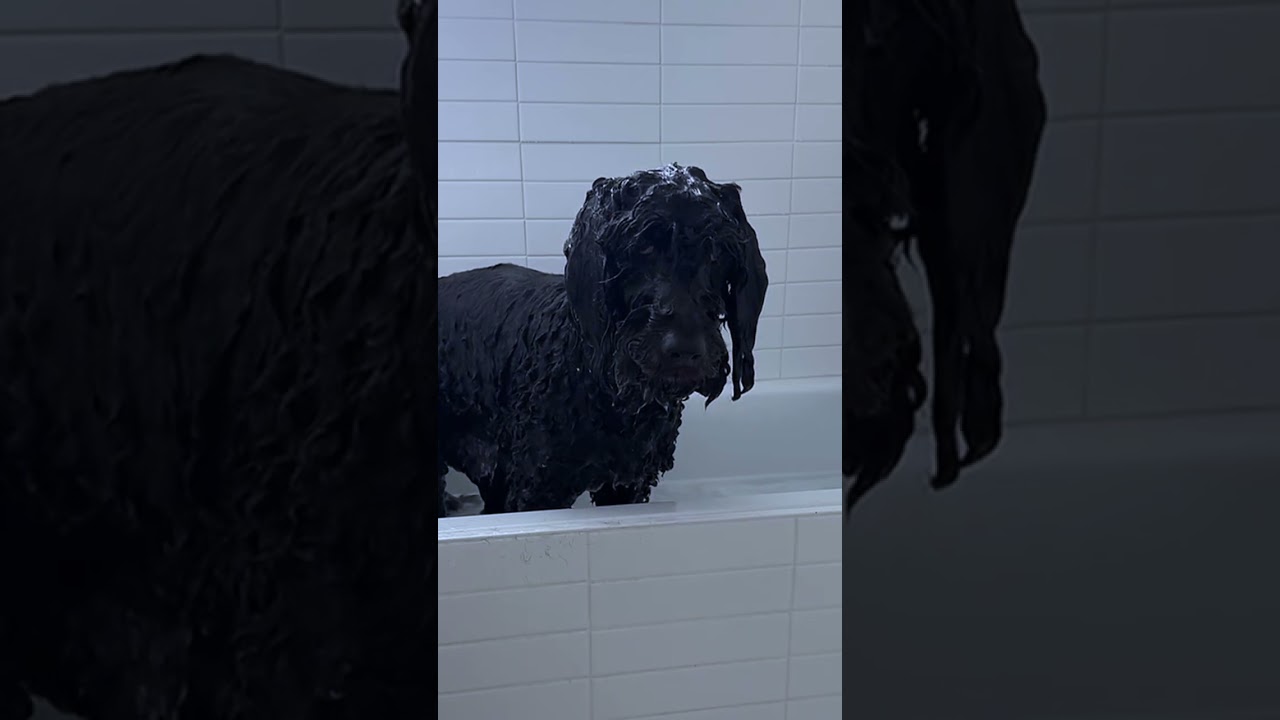 Funny Messy Doodle Bath Time FAIL | Dog's Intrusive Thoughts WIN 