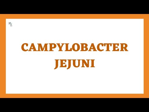 Campylobacter jejuni (Campylobacteriosis) Causes, Symptoms, Diagnosis, Treatment