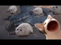 Bouncing seals and popping cat ultimate