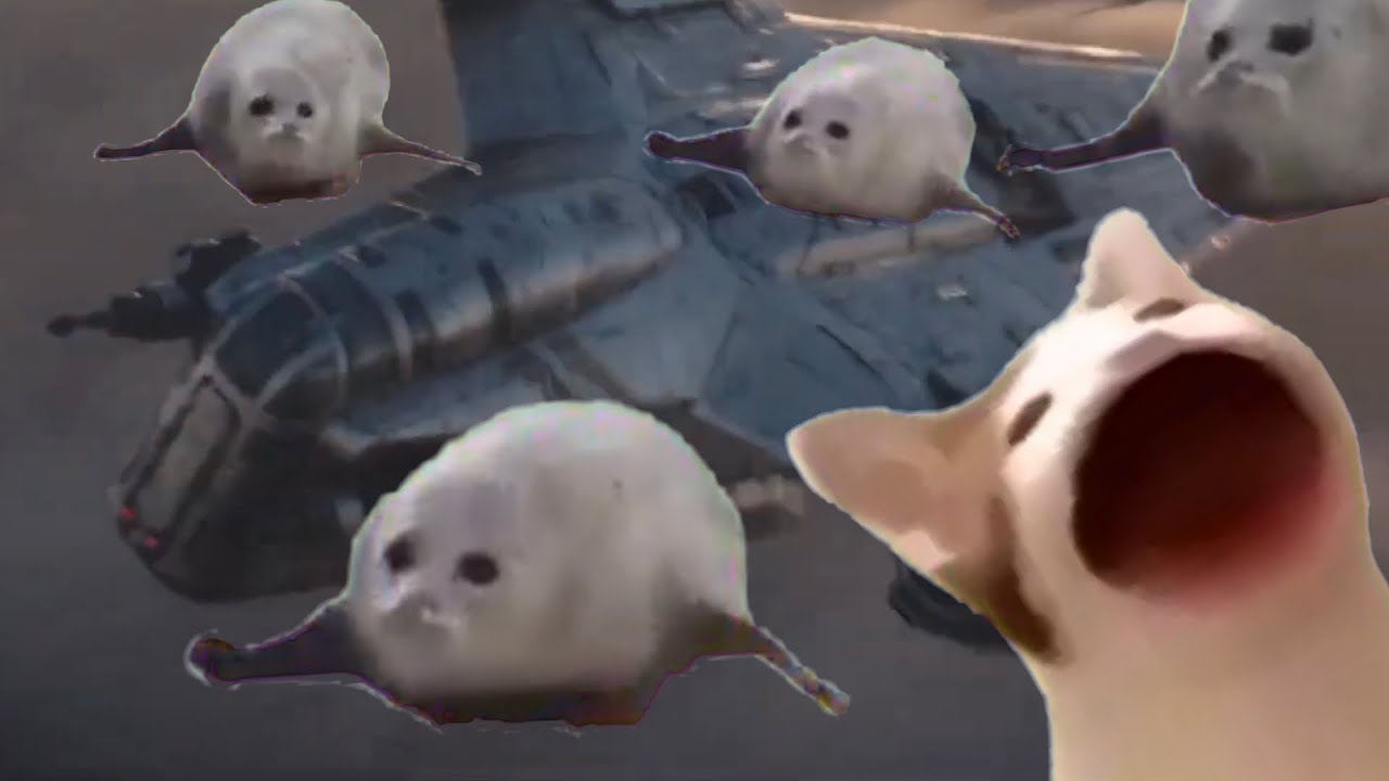 Bouncing Seals and Popping Cat Ultimate!!! YouTube