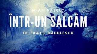 Fratii Radulescu - M-am născut într-un salcâm chords