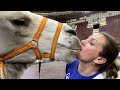 Обезьяна Боня с грязным носом но крепкими зубами | Дан Запашный и верблюды | Петиция дрессировщиков