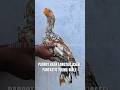 Nithy’s Aseel Farm : Top Quality Parrot Beak Aseels. #aseel #aseellovers #nithysaseel