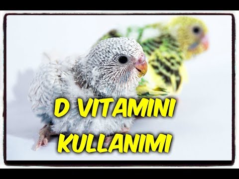 Video: Kuşlarda D Vitamini Toksisitesi