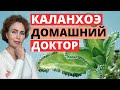 КАЛАНХОЭ лечебные свойства