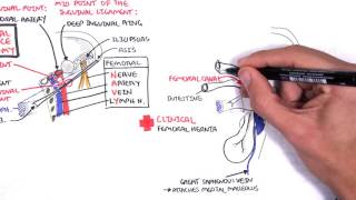 Clinical Anatomy   Lower Limb (Bones), Inguinal ligament, Hip, Knee and ankle Joints