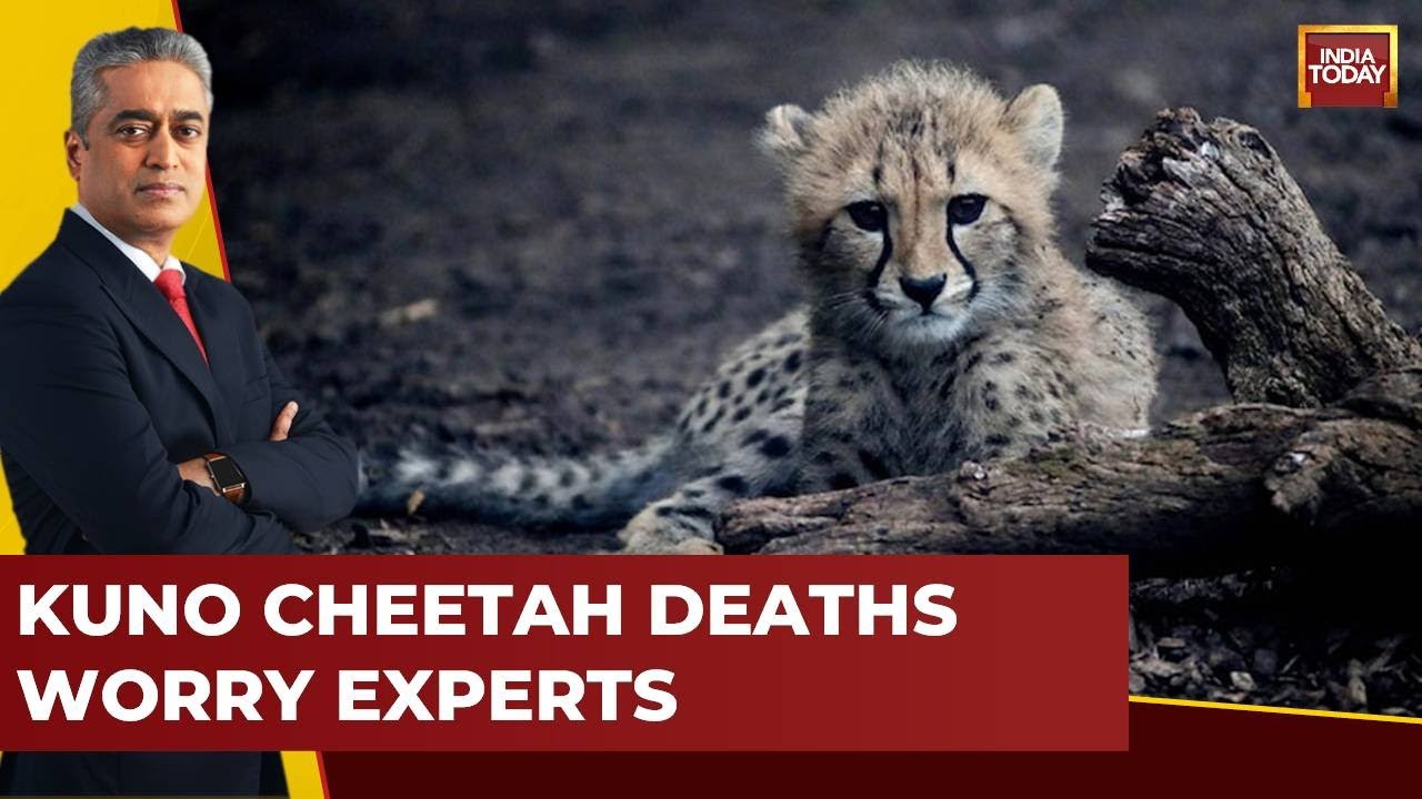 How To Keep Cheetahs Safe? Cloud Over Project Cheetah? Conservationist
