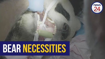 WATCH | Open wide! SA veterinary dentist checks pandas