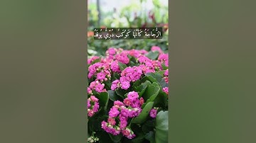 الله نور السموات والأرض تلاوة جميلة