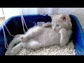 「猫かわいい」 すごくかわいい子猫 - 最も面白い猫の映画 #260