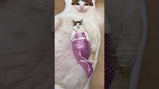 cat getting fashionable  #catfacts #cat #catshorts #funny #cats #cute