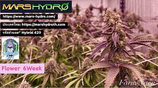ปลูกกัญชาสายพันธุ์นอกทำดอก42วัน Mars Hydro FC6500 Samsung LM301B High-end Light#Marshydroblackfriday