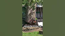 ГОРЕ-МАСТЕРА Свалили Дерево на ДОМ