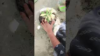 पेड जब अपने पत्ते झाडता है तो  वो रोता नही है...... #publicprovidentfund 🙏🏻👍🌿