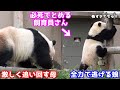 この後、飼育員さんが楓浜を上手に助けます！観客一同ホッとしたよ【赤ちゃんパンダ in アドベンチャーワールド】