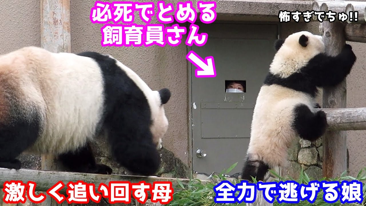 この後、飼育員さんが楓浜を上手に助けます！観客一同ホッとしたよ【赤ちゃんパンダ in アドベンチャーワールド】