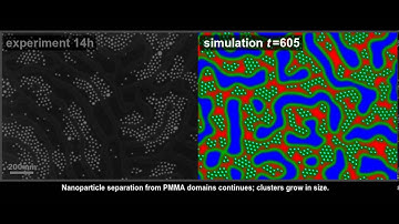 Experimental and simulated phase separation in a PS-b-PMMA/Au-PEO thin film