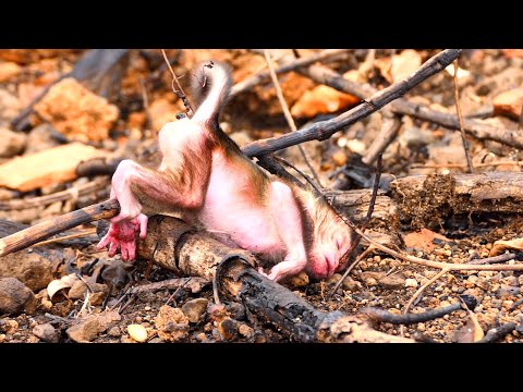 Amazing Video Update New Action Of Pooorest Newborn Baby Monkey After Trying Abandoned