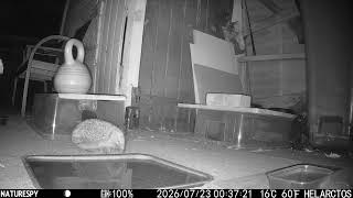 Hedgehog 20260722 Timelapse B