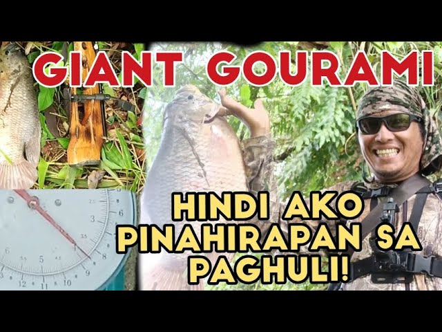 GIANT GOURAMIHUNT 3.8kls.Hindi na ako Pinahirapan sa pag huli #adventure  @pawikshunter2801 class=