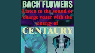 Centaury