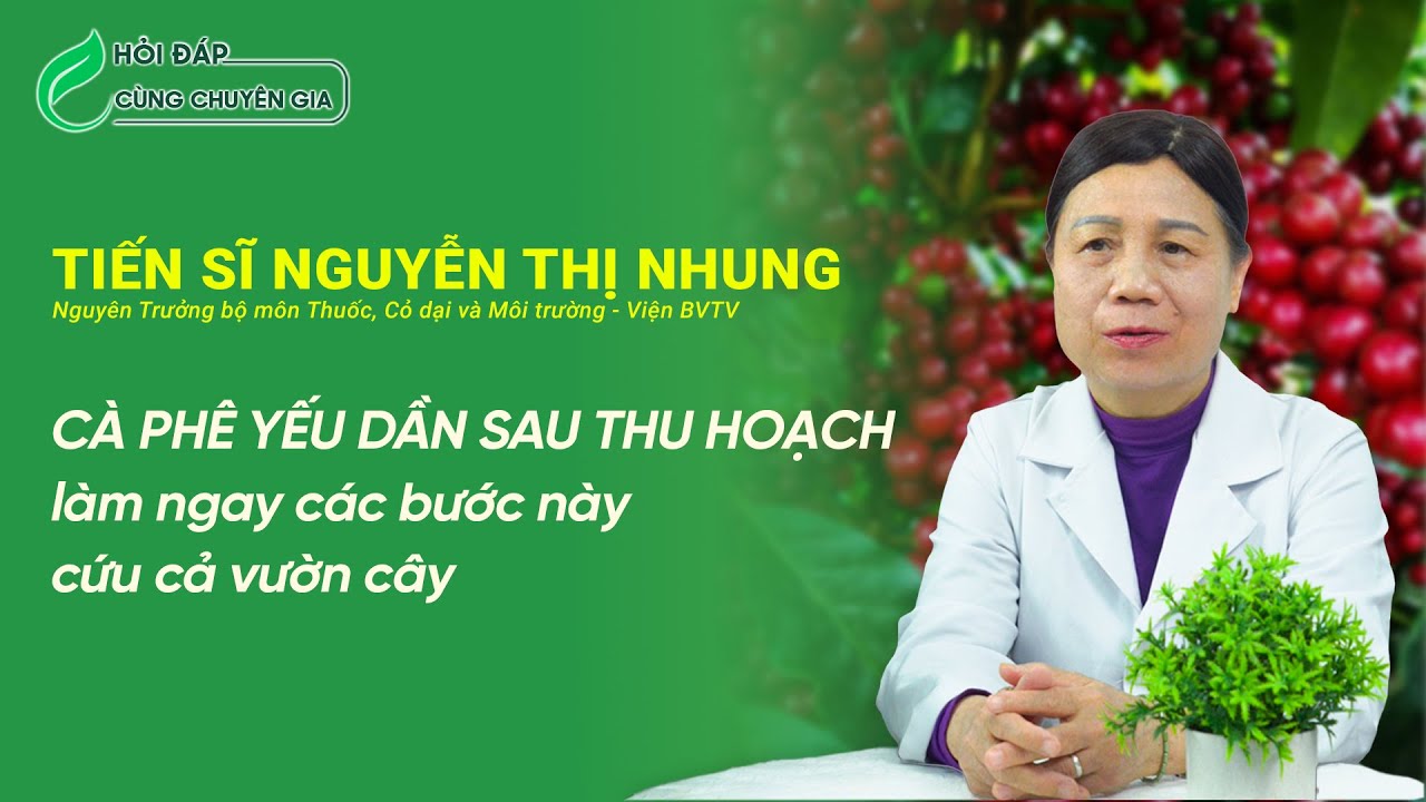 Chuyên gia bật mí: 3 việc PHẢI làm ngay sau thu hoạch để cà phê phục hồi khoẻ