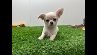 🐶 Chihuahua 🐶 reu 🐶 PUP ID 002024429 🐶
