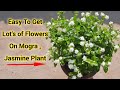 Mogra / Jasmine Flowering Secret | How To Get Lot&#39;s of Bloom on Jasmine Plant | Mogra Plant Care