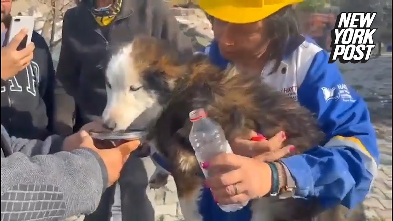 Dog miraculously found alive in rubble 22 days after Turkey earthquake